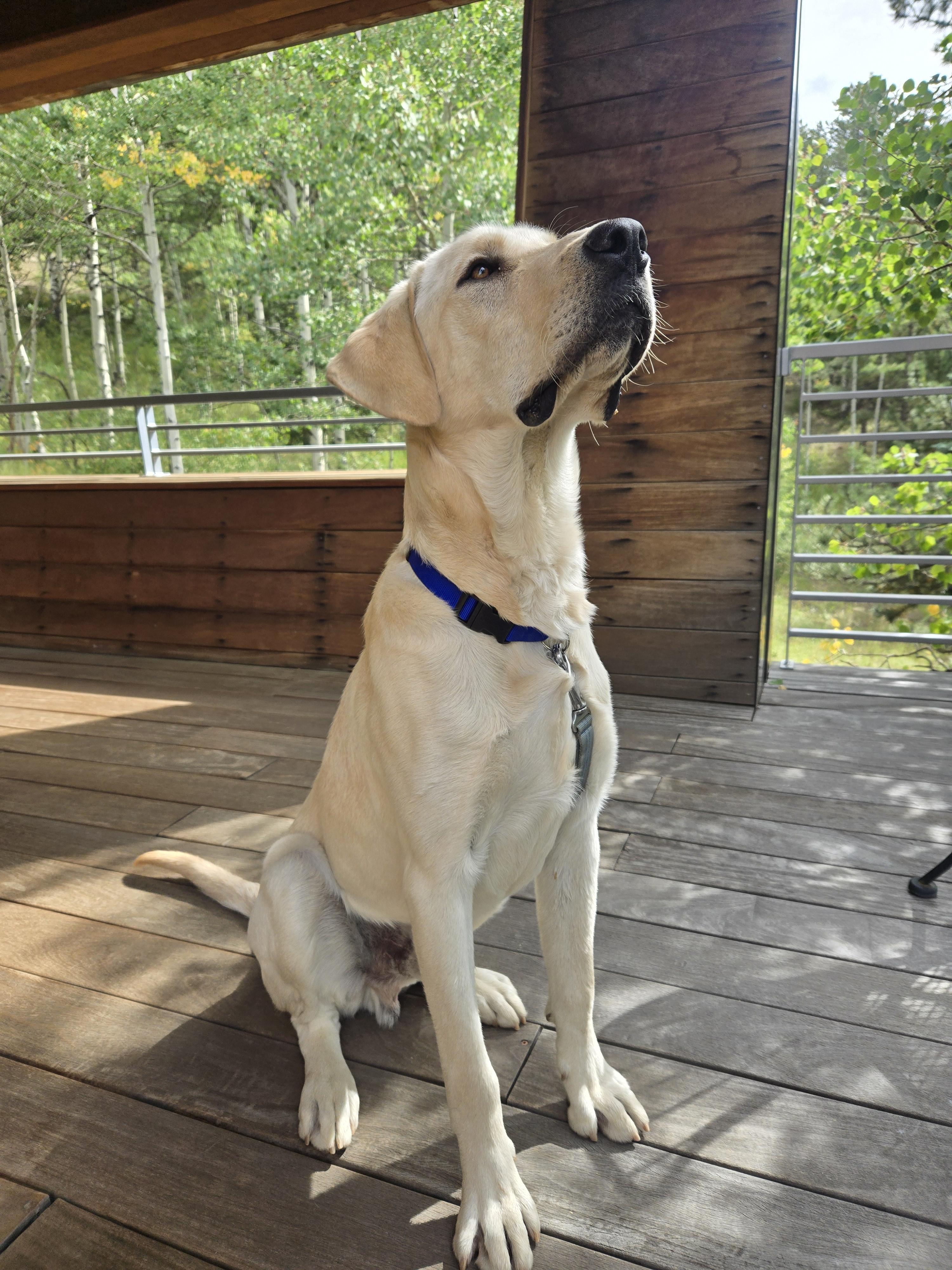 Goofy, a Adoptable Labrador Retriever in Golden, CO image 4/4