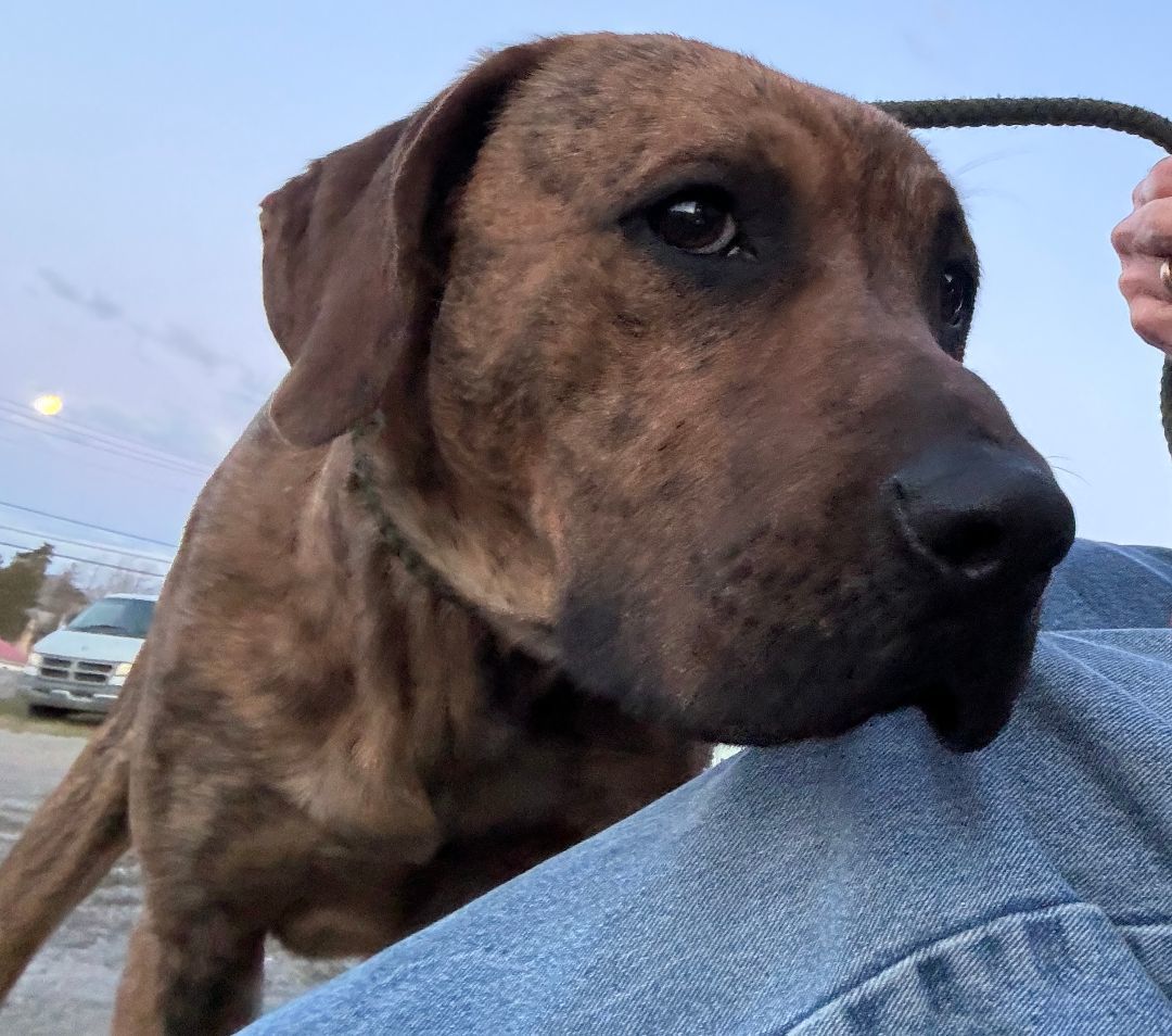 Doc, Adoptable, Young Male Labrador Retriever.