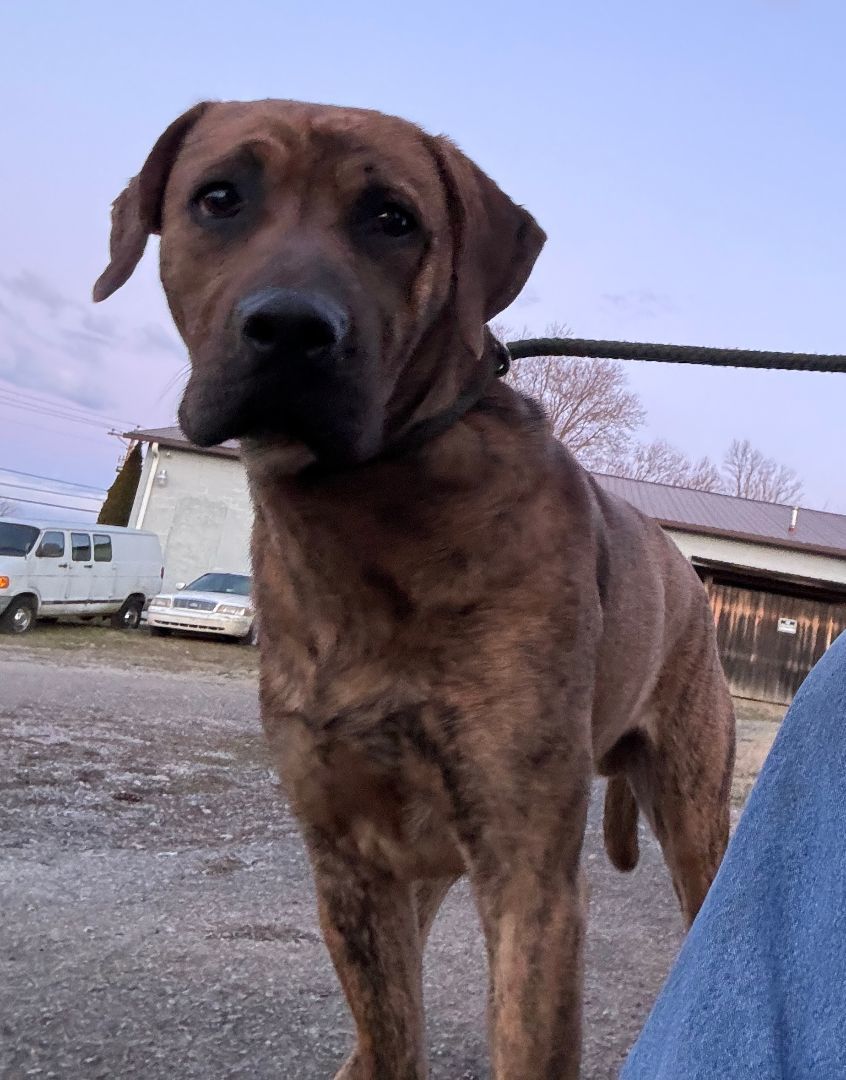 Doc, a Adoptable Labrador Retriever in Rogersville, TN image 2/2