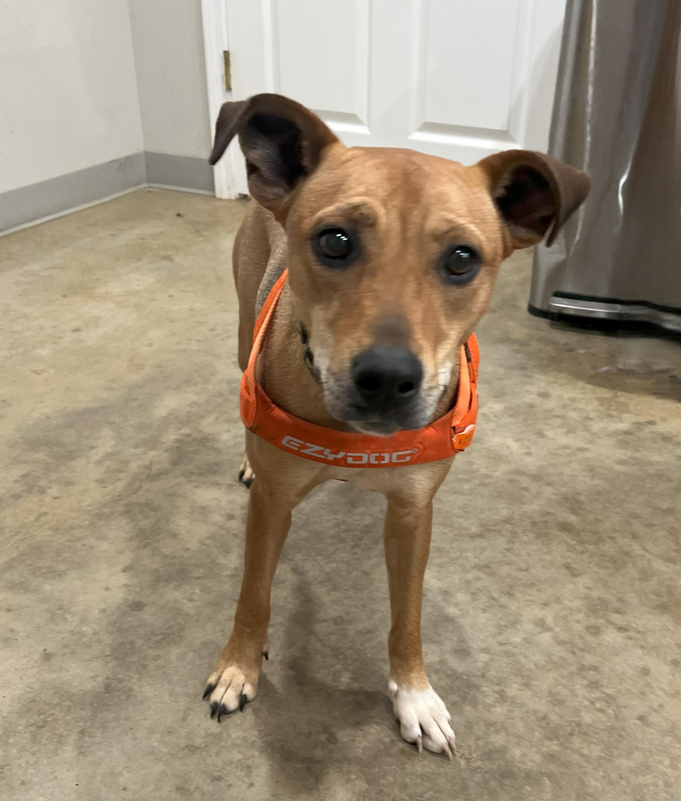 Cookie, Adoptable, Young Female Rhodesian Ridgeback & Jack Russell Terrier.