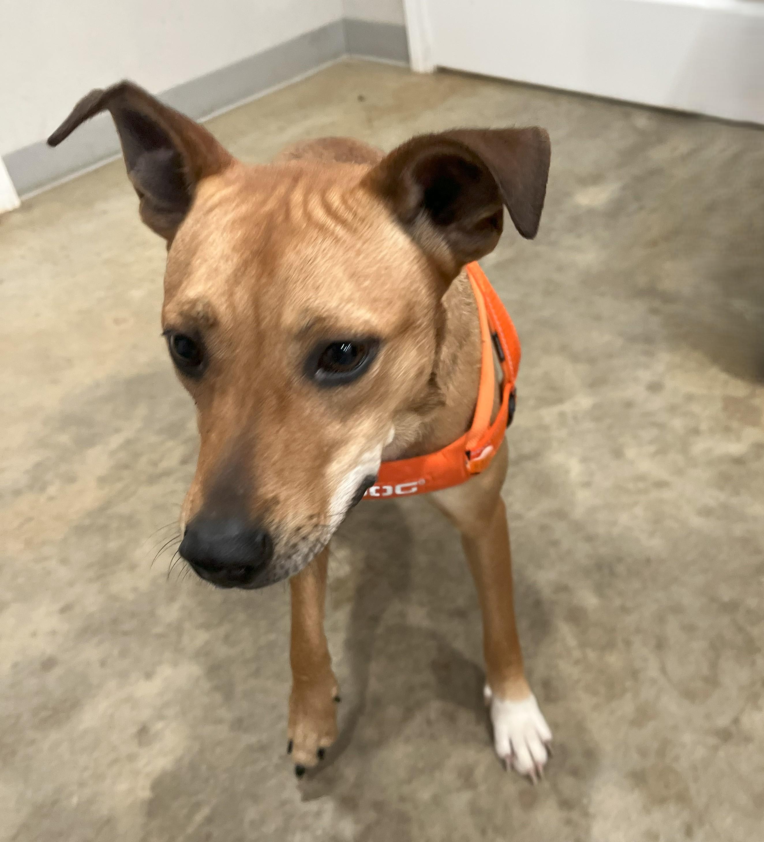 Cookie, a Adoptable mixed breed in Melbourne, AR image 2/5