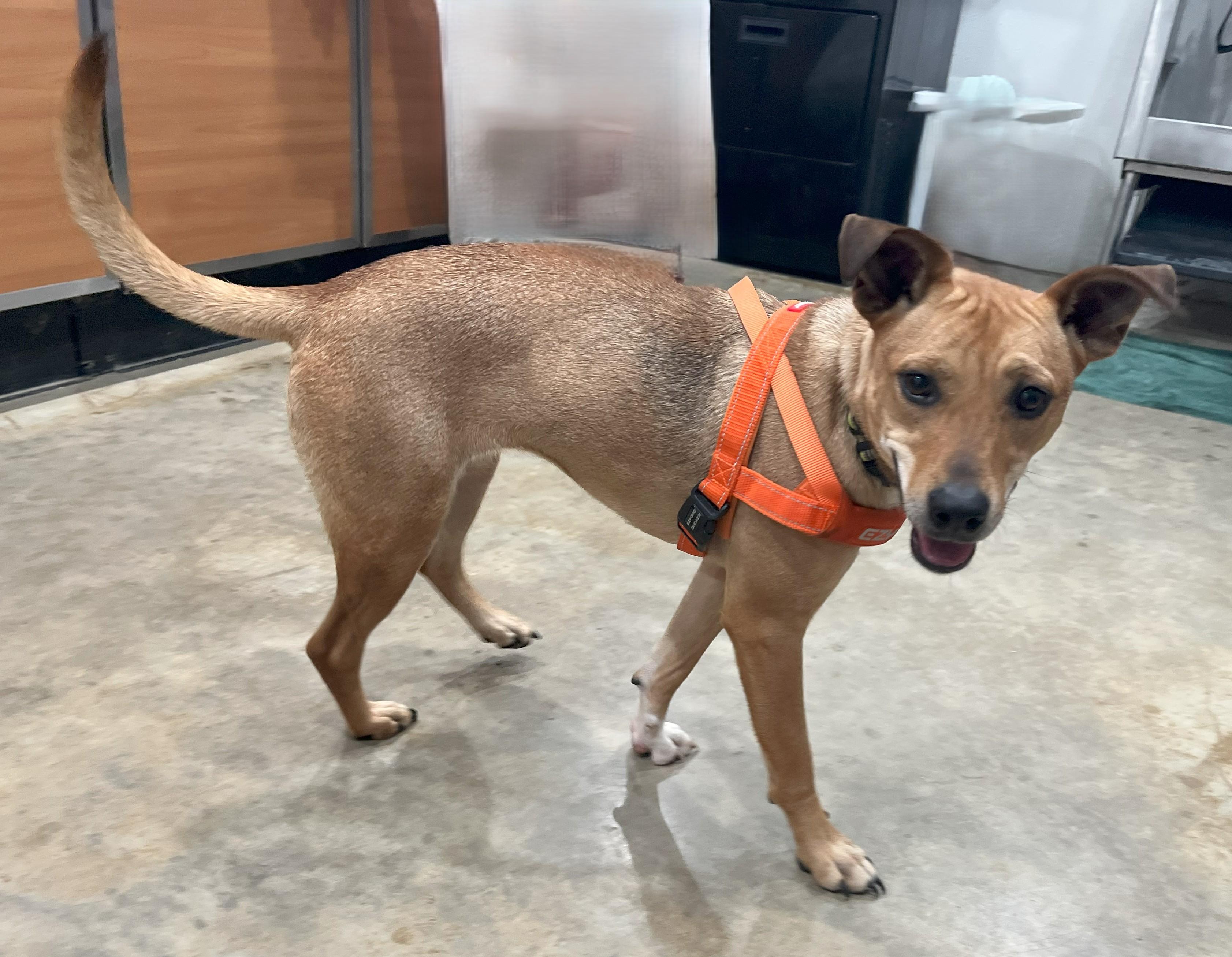 Cookie, a Adoptable mixed breed in Melbourne, AR image 5/5