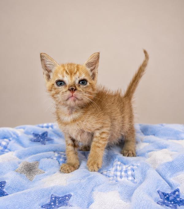 Papaya, Adoptable, Kitten Male Domestic Short Hair.