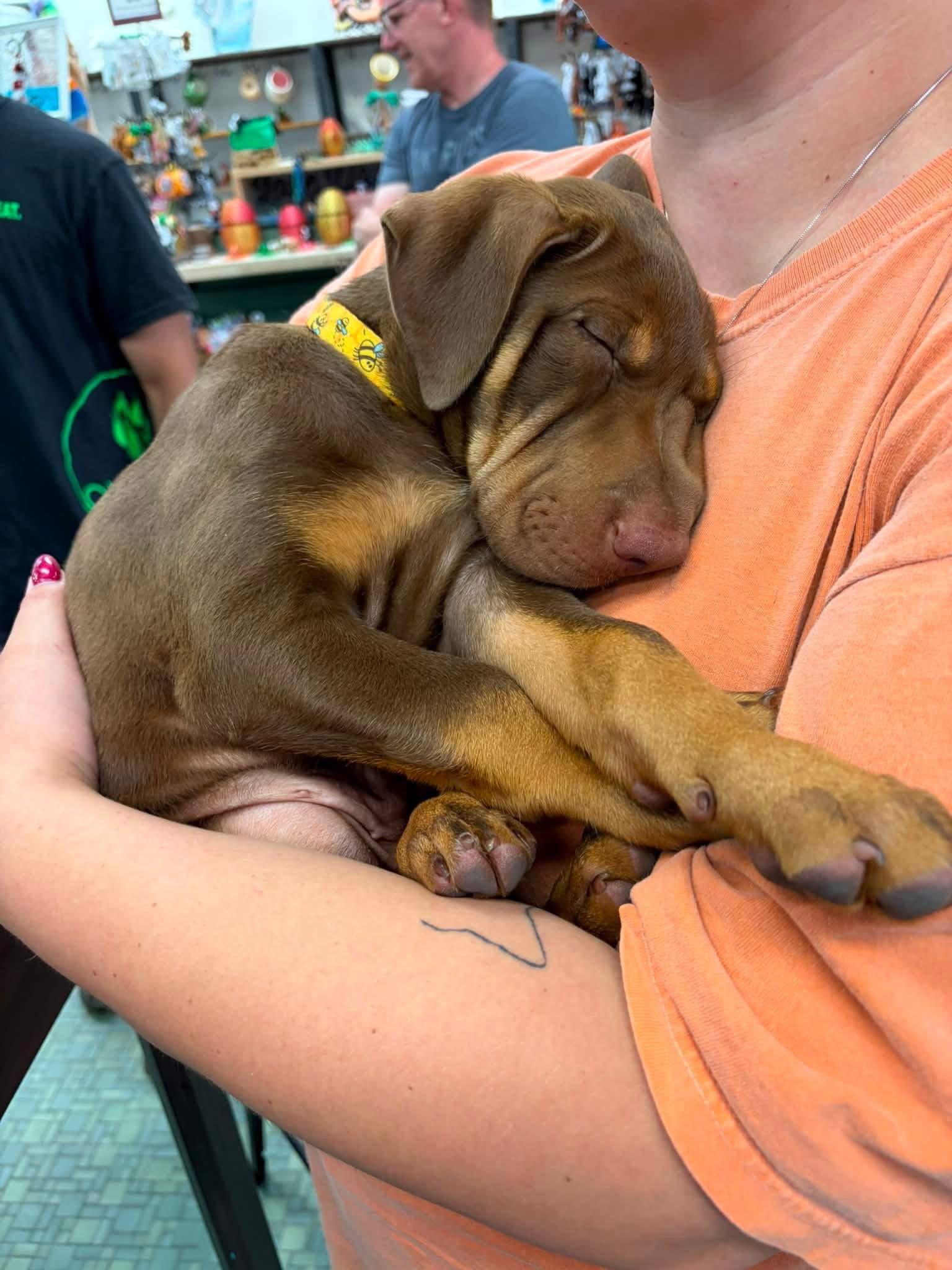 Doby, a Adoptable Shar-Pei in New London, WI image 1/3