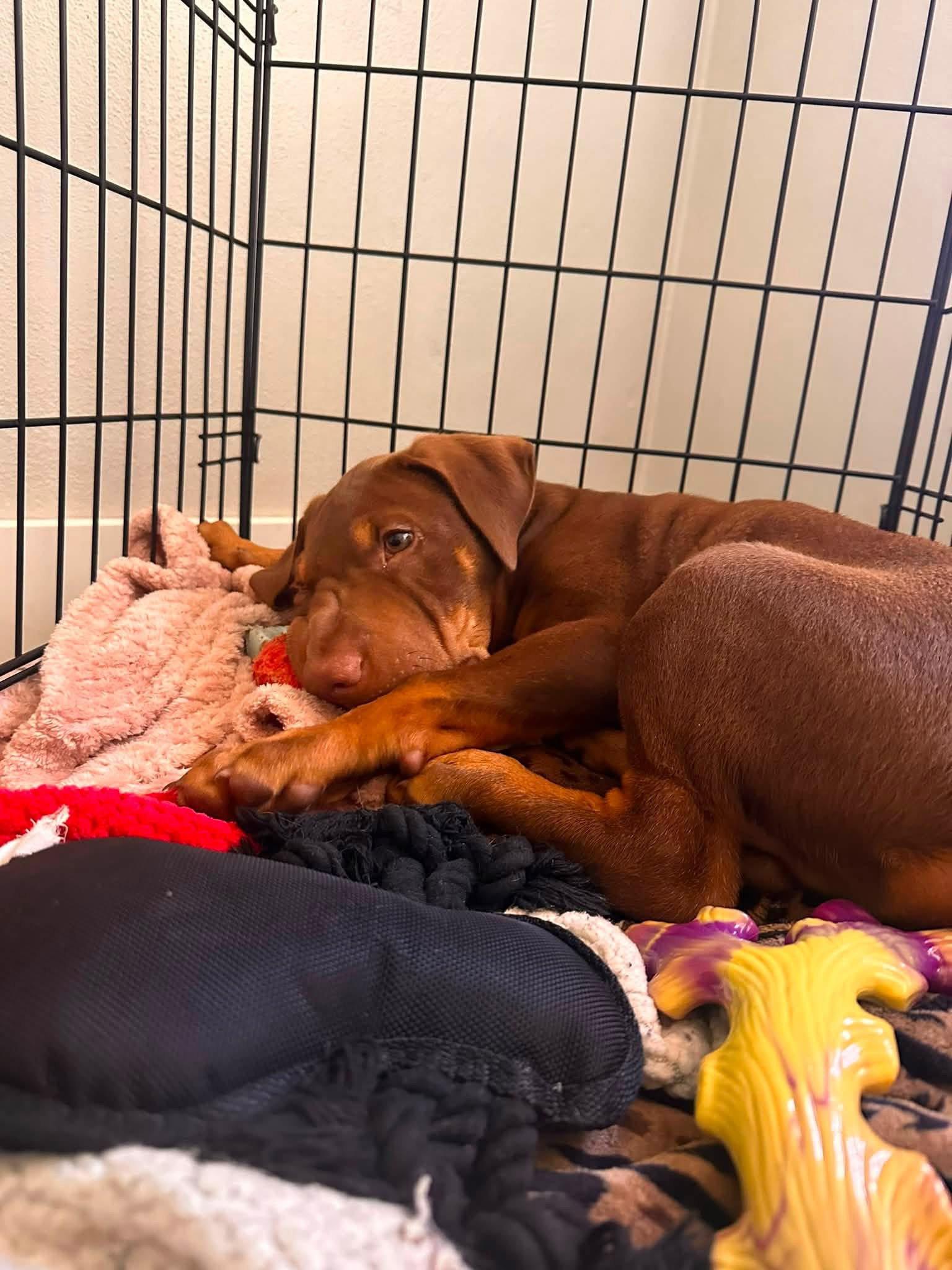 Doby, a Adoptable Shar-Pei in New London, WI image 2/3