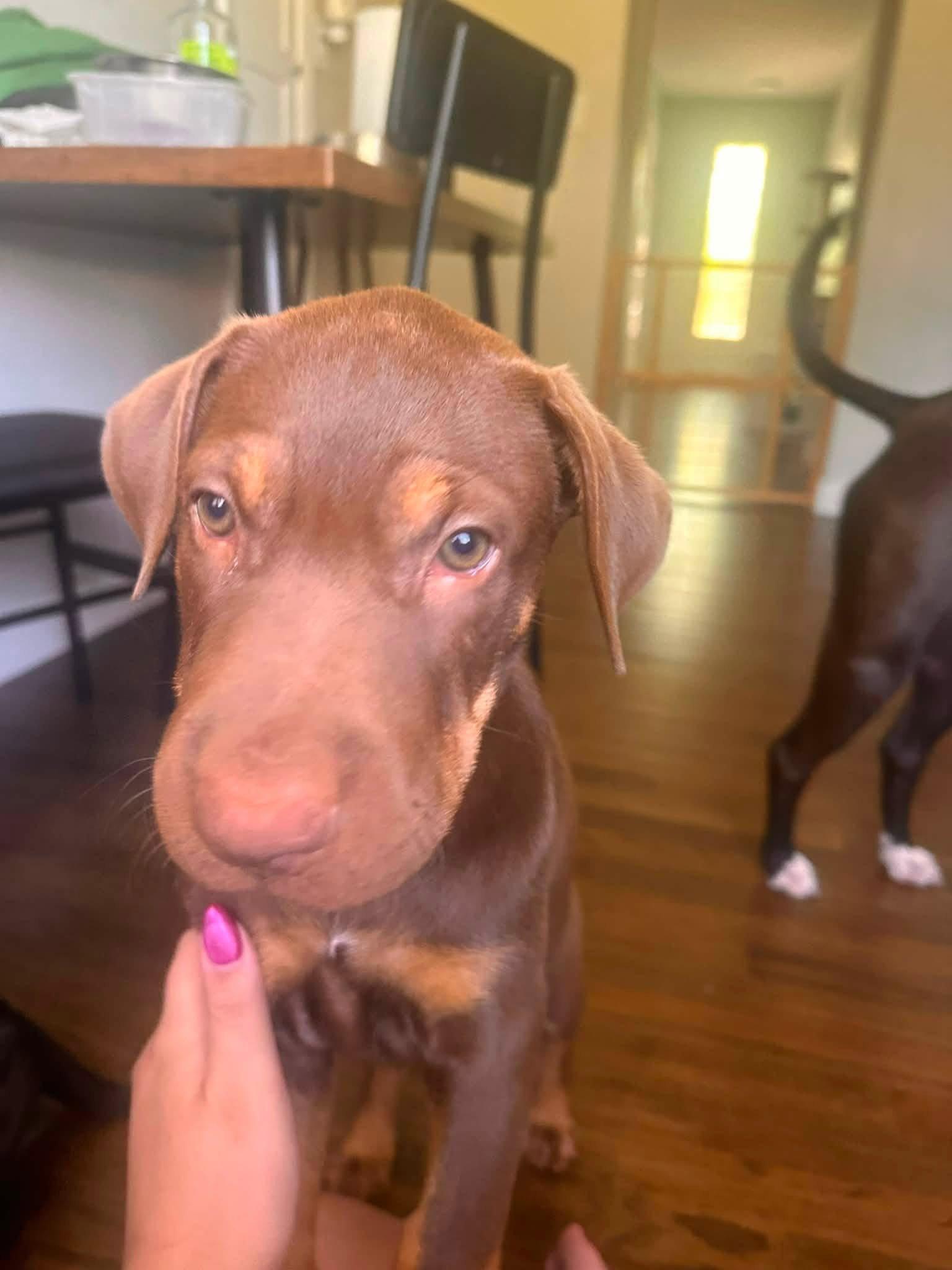 Doby, a Adoptable Shar-Pei in New London, WI image 3/3