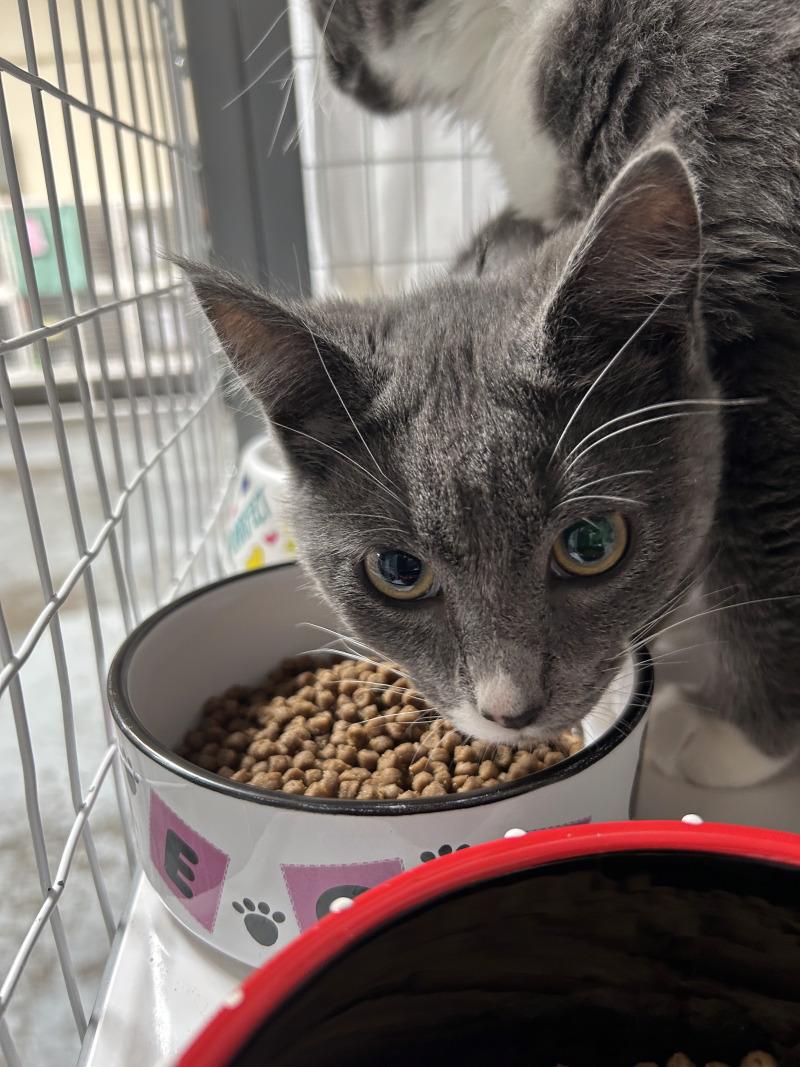 Cole, Adoptable, Young Male Domestic Short Hair.