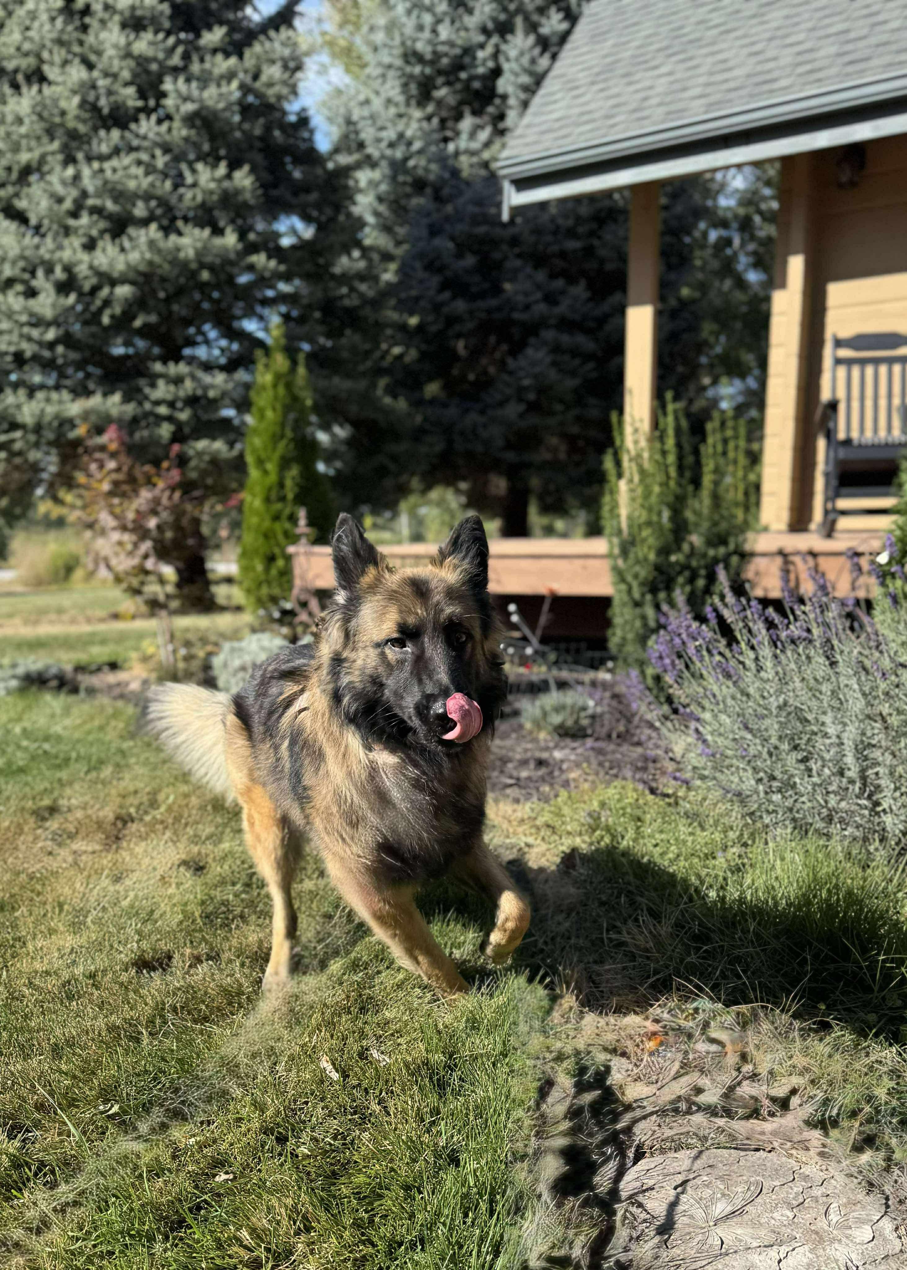 Enlarge Bastion, a Adopted mixed breed in Cedar falls, IA image 2/4