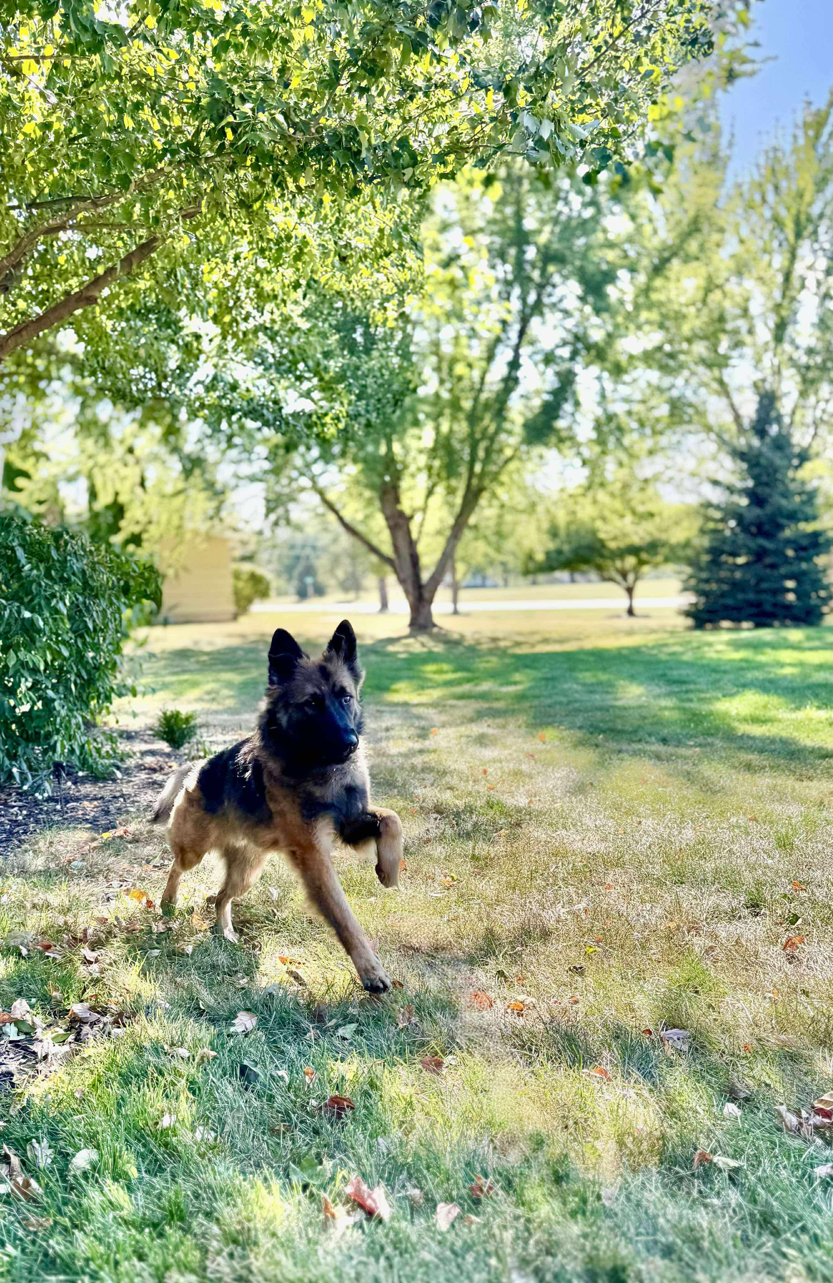 Enlarge Bastion, a Adopted mixed breed in Cedar falls, IA image 3/4