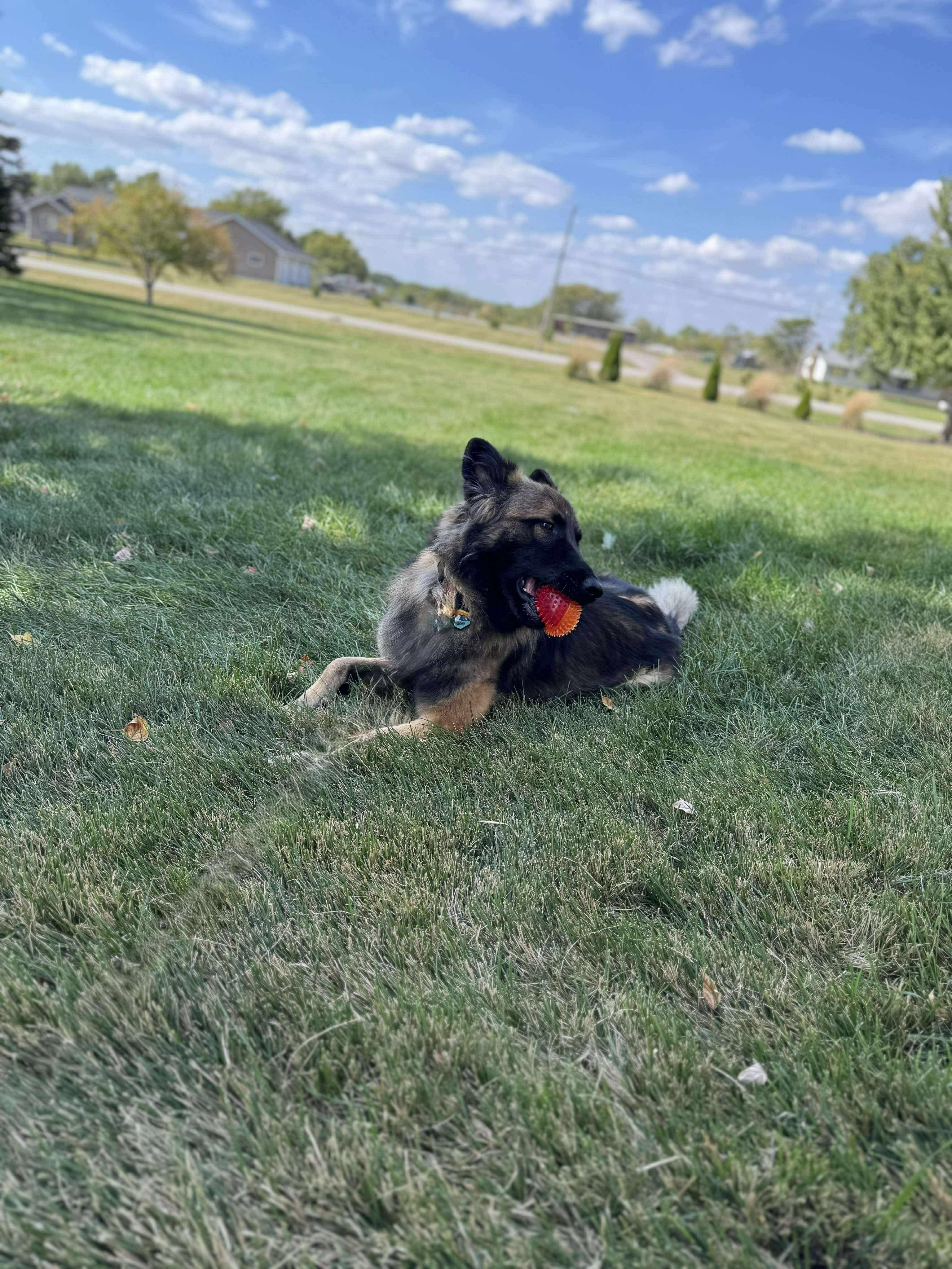 Enlarge Bastion, a Adopted mixed breed in Cedar falls, IA image 4/4