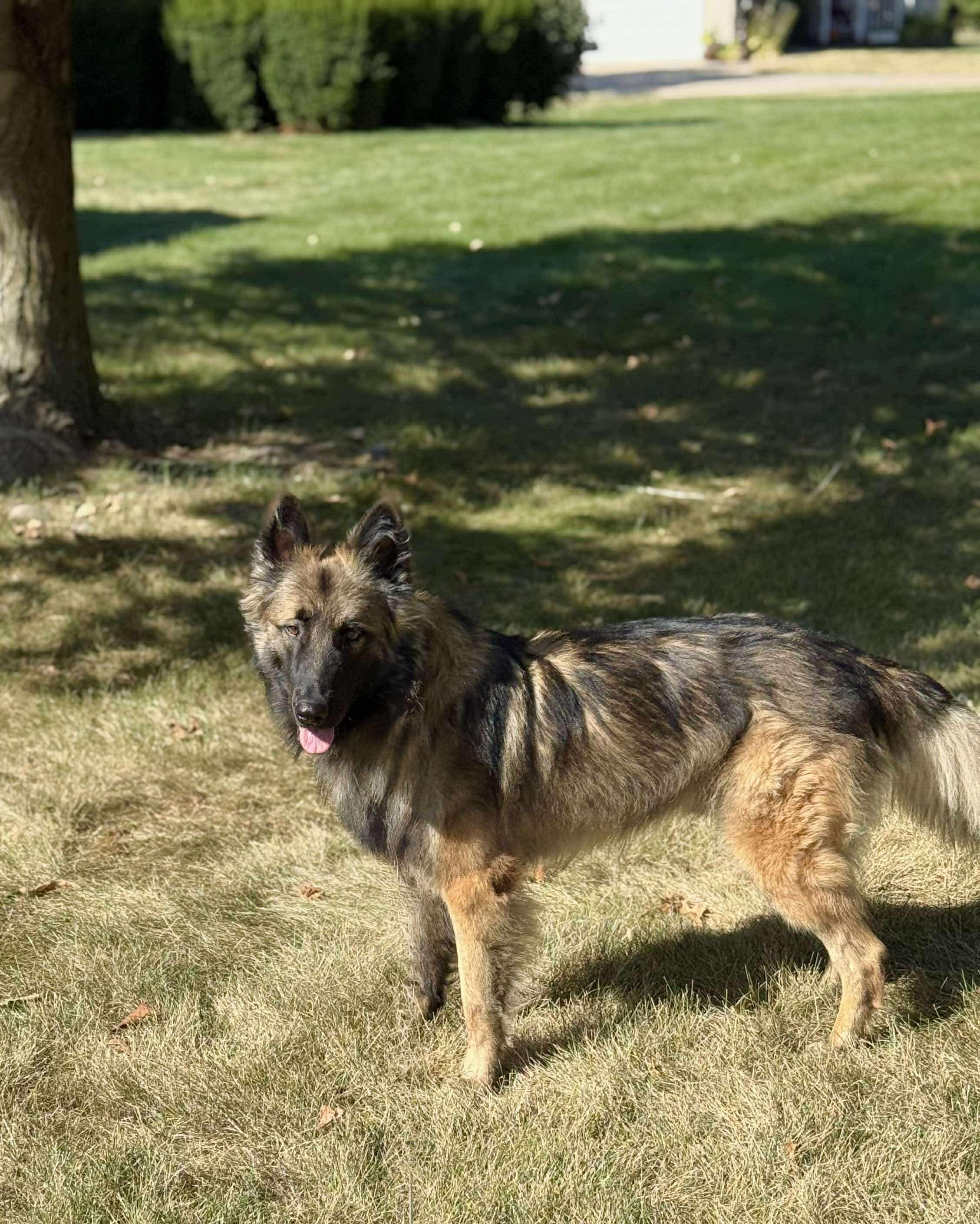Bastion, Adopted, Adult Male German Shepherd Dog & Belgian Shepherd / Tervuren.