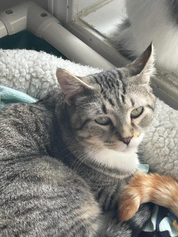 Twist, a Adoptable Domestic Short Hair in Winona, MN image 1/6