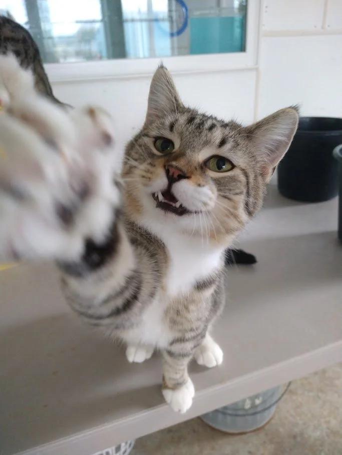 Twist, Adoptable, Adult Male Domestic Short Hair.