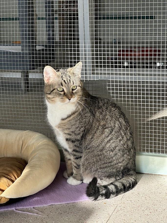 Twist, a Adoptable Domestic Short Hair in Winona, MN image 6/6