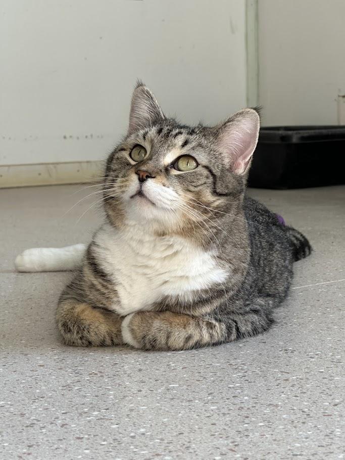 Twist, a Adoptable Domestic Short Hair in Winona, MN image 1/6