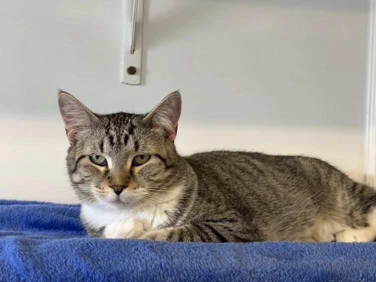 Twist, a Adoptable Domestic Short Hair in Winona, MN image 4/6