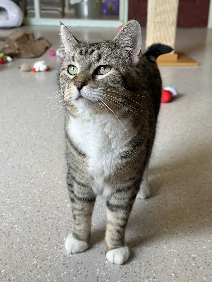 Enlarge Twist, a Adoptable Domestic Short Hair in Winona, MN image 2/6