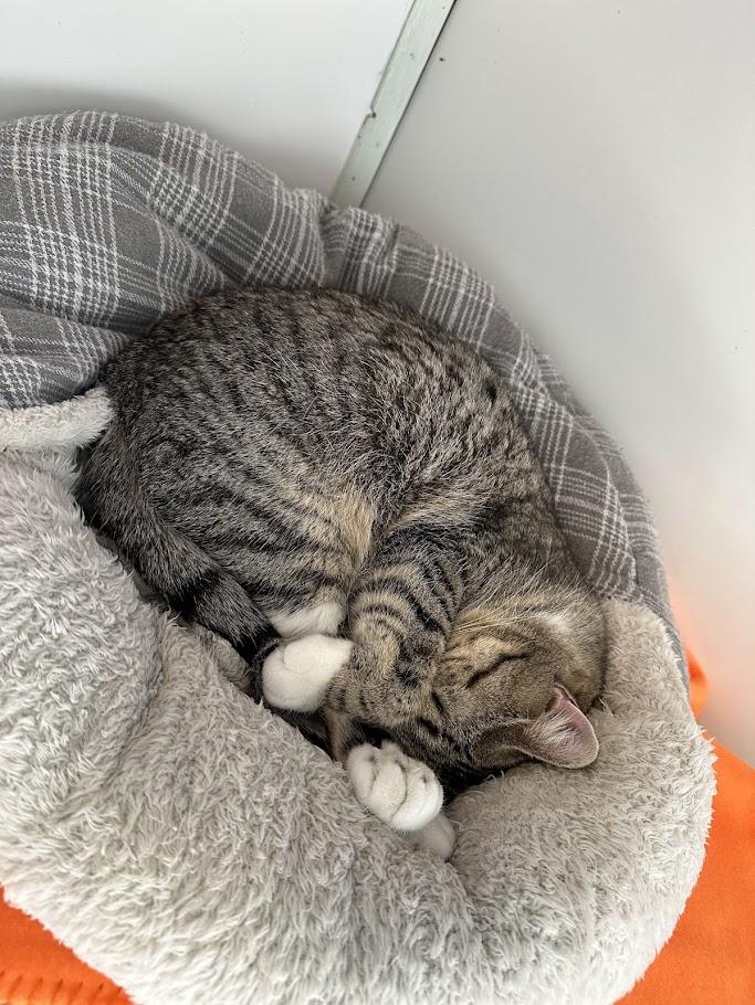 Enlarge Twist, a Adoptable Domestic Short Hair in Winona, MN image 5/6