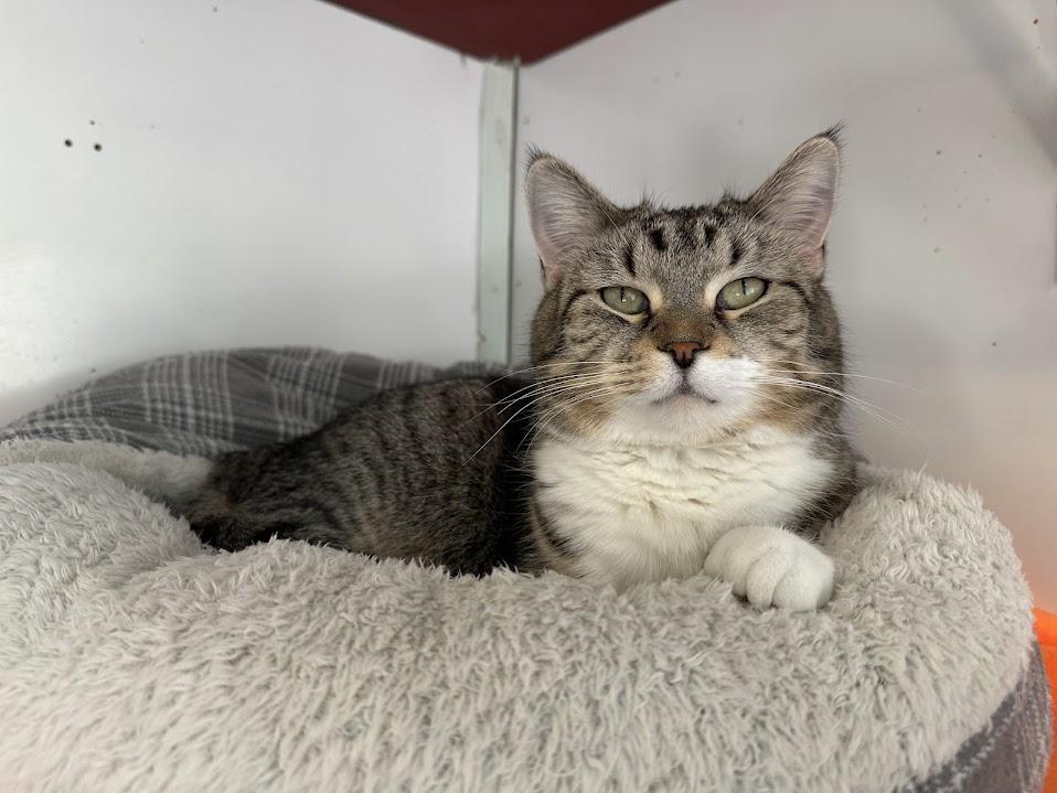 Twist, a Adoptable Domestic Short Hair in Winona, MN image 5/6