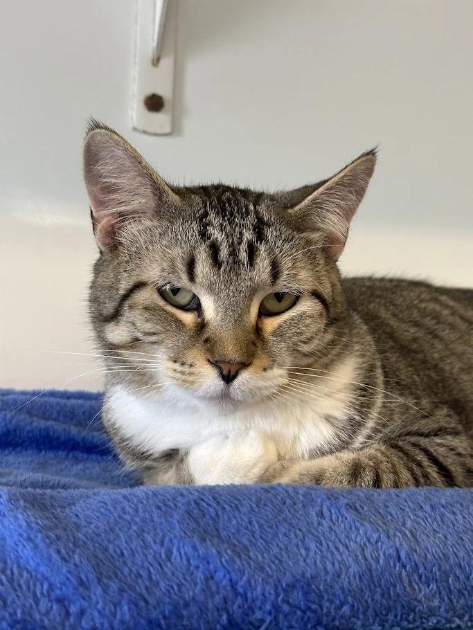 Twist, a Adoptable Domestic Short Hair in Winona, MN image 5/6