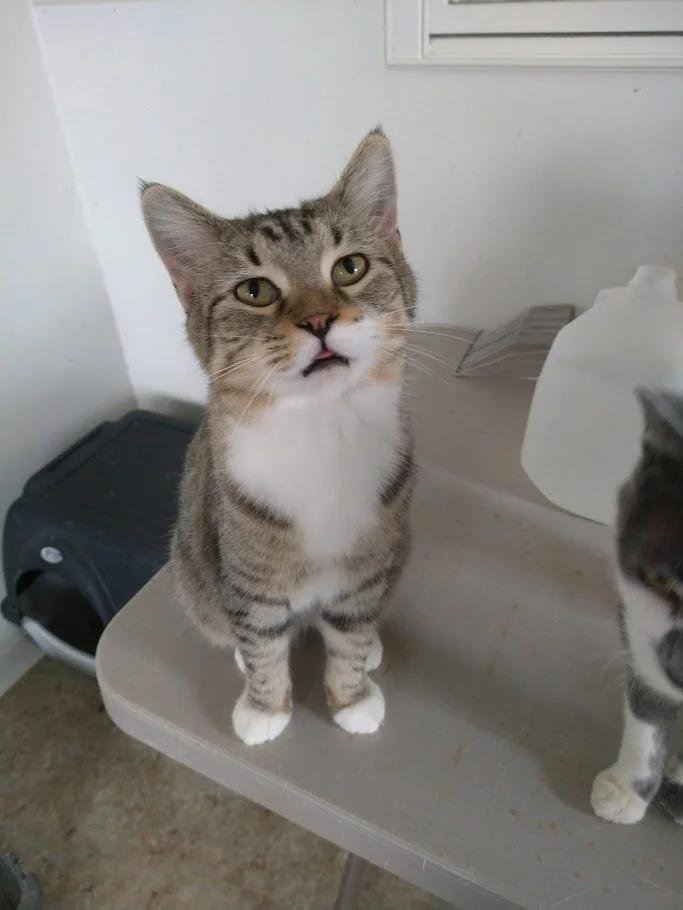 Twist, a Adoptable Domestic Short Hair in Winona, MN image 6/6