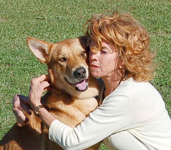 RED AD 08-23-25, Adoptable, Young Male German Shepherd Dog.