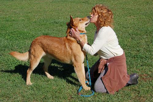 RED AD 08-23-25, a Adoptable German Shepherd Dog in Preston, CT image 2/5