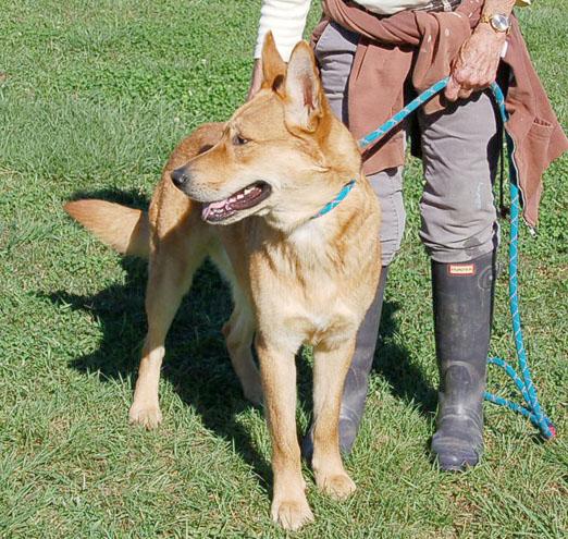 RED AD 08-23-25, a Adoptable German Shepherd Dog in Preston, CT image 3/5