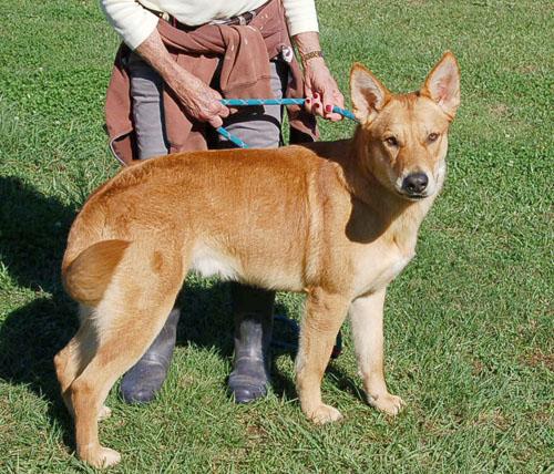 RED AD 08-23-25, a Adoptable German Shepherd Dog in Preston, CT image 4/5