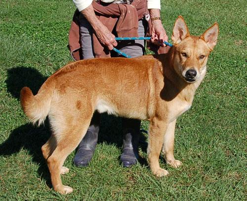 RED AD 08-23-25, a Adoptable German Shepherd Dog in Preston, CT image 5/5