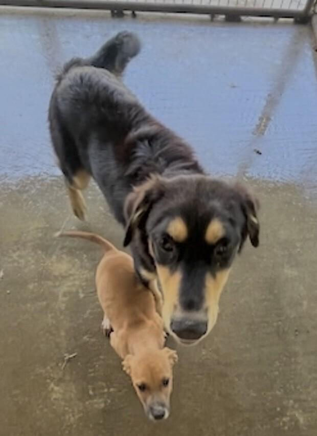 Bentley, Adoptable, Young Male Hound & Labrador Retriever.