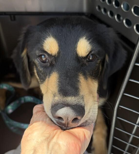 Enlarge Bentley, a Adoptable mixed breed in Washington, DC image 2/4
