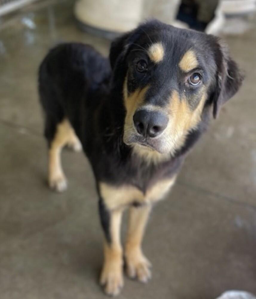 Enlarge Bentley, a Adoptable mixed breed in Washington, DC image 3/4