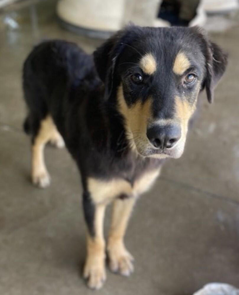 Enlarge Bentley, a Adoptable mixed breed in Washington, DC image 4/4