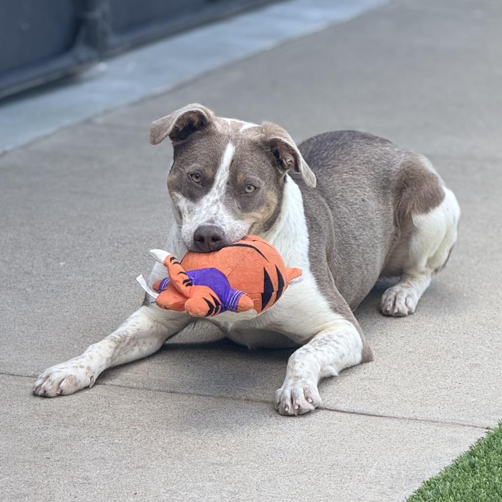 Breezy C- 34348, Adoptable, Young Female Catahoula Leopard Dog & English Pointer.