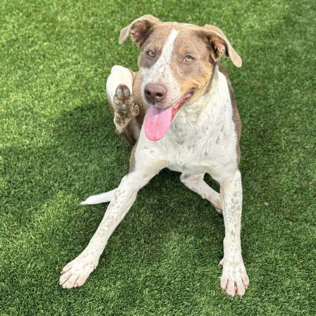 Breezy C- 34348, a Adoptable mixed breed in Oklahoma City, OK image 2/6