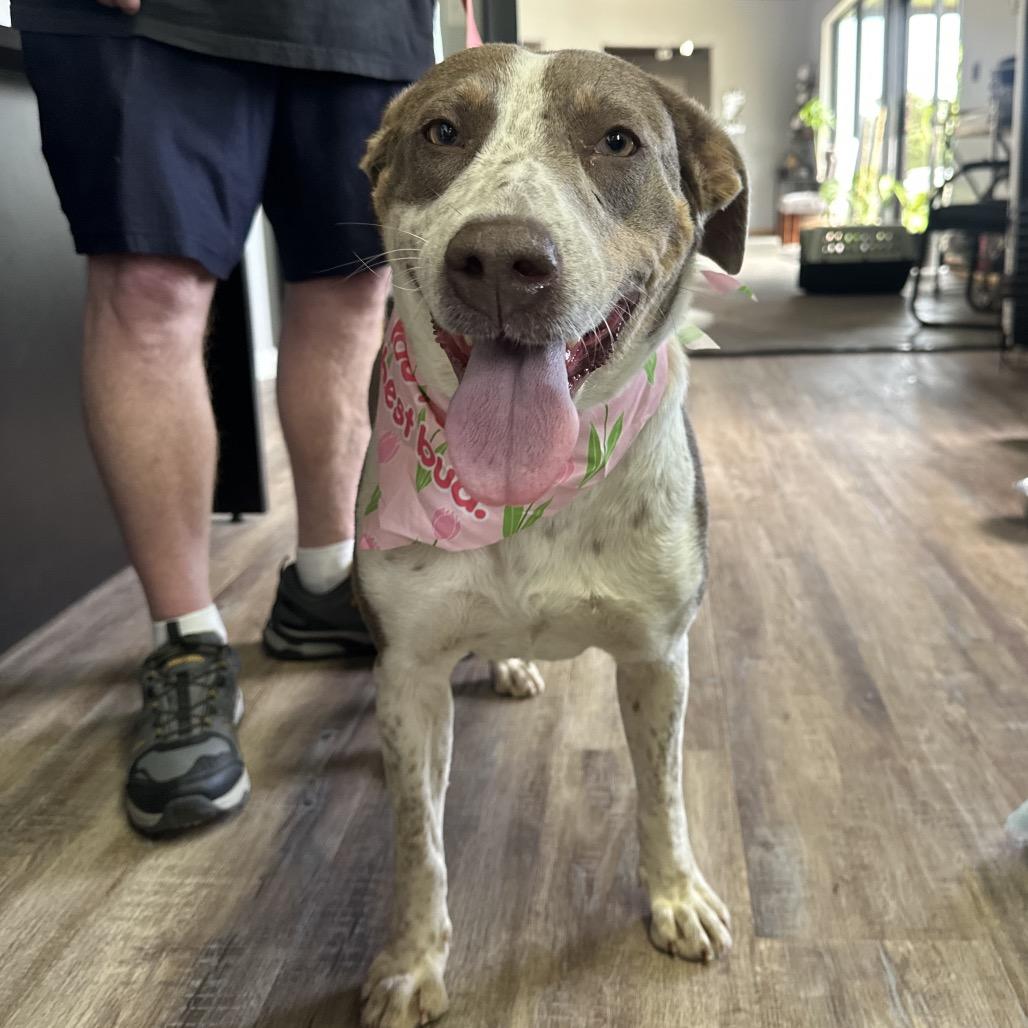 Breezy C- 34348, a Adoptable mixed breed in Oklahoma City, OK image 3/6