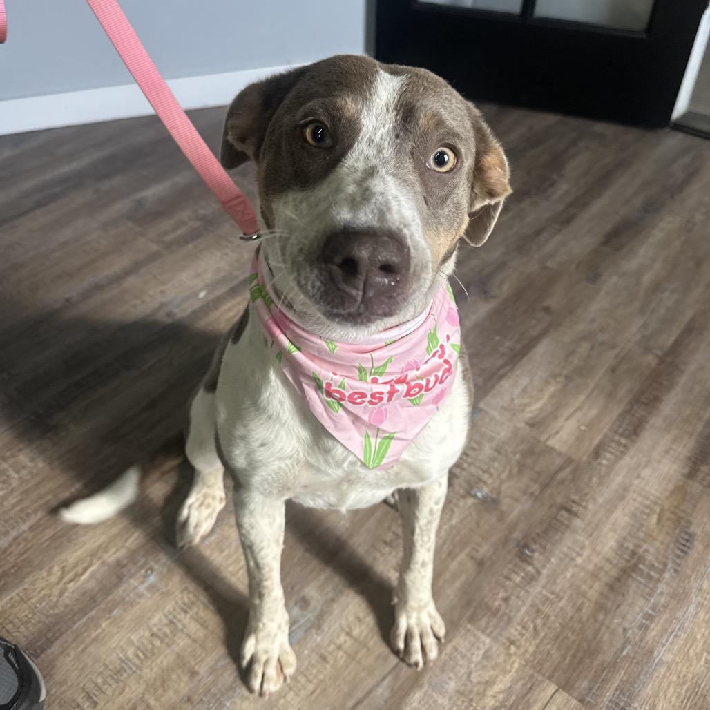 Breezy C- 34348, a Adoptable mixed breed in Oklahoma City, OK image 4/6