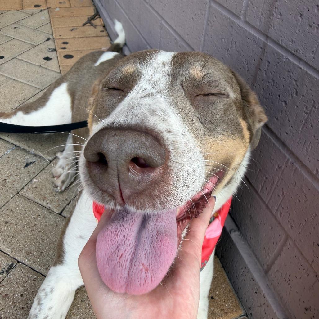 Breezy C- 34348, a Adoptable mixed breed in Oklahoma City, OK image 5/6