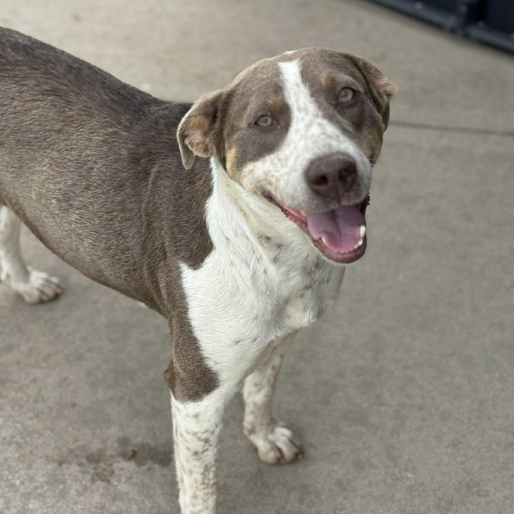 Breezy C- 34348, a Adoptable mixed breed in Oklahoma City, OK image 6/6