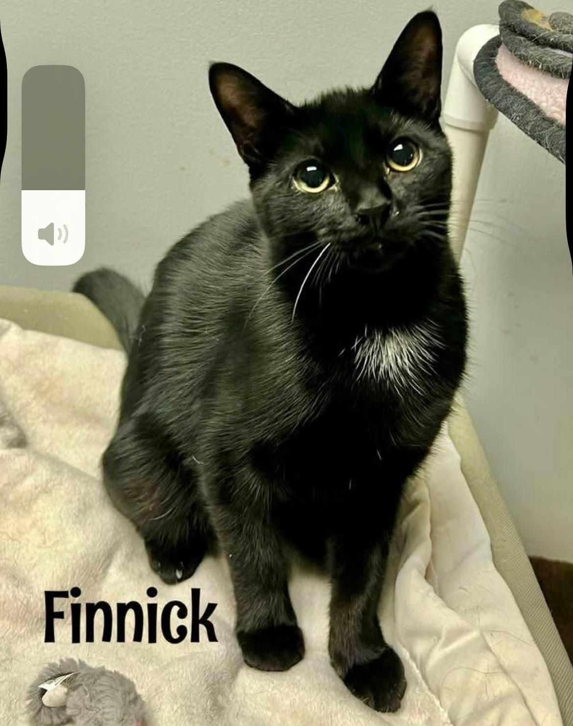 Finnick (Madison A), Adoptable, Kitten Male Domestic Short Hair.