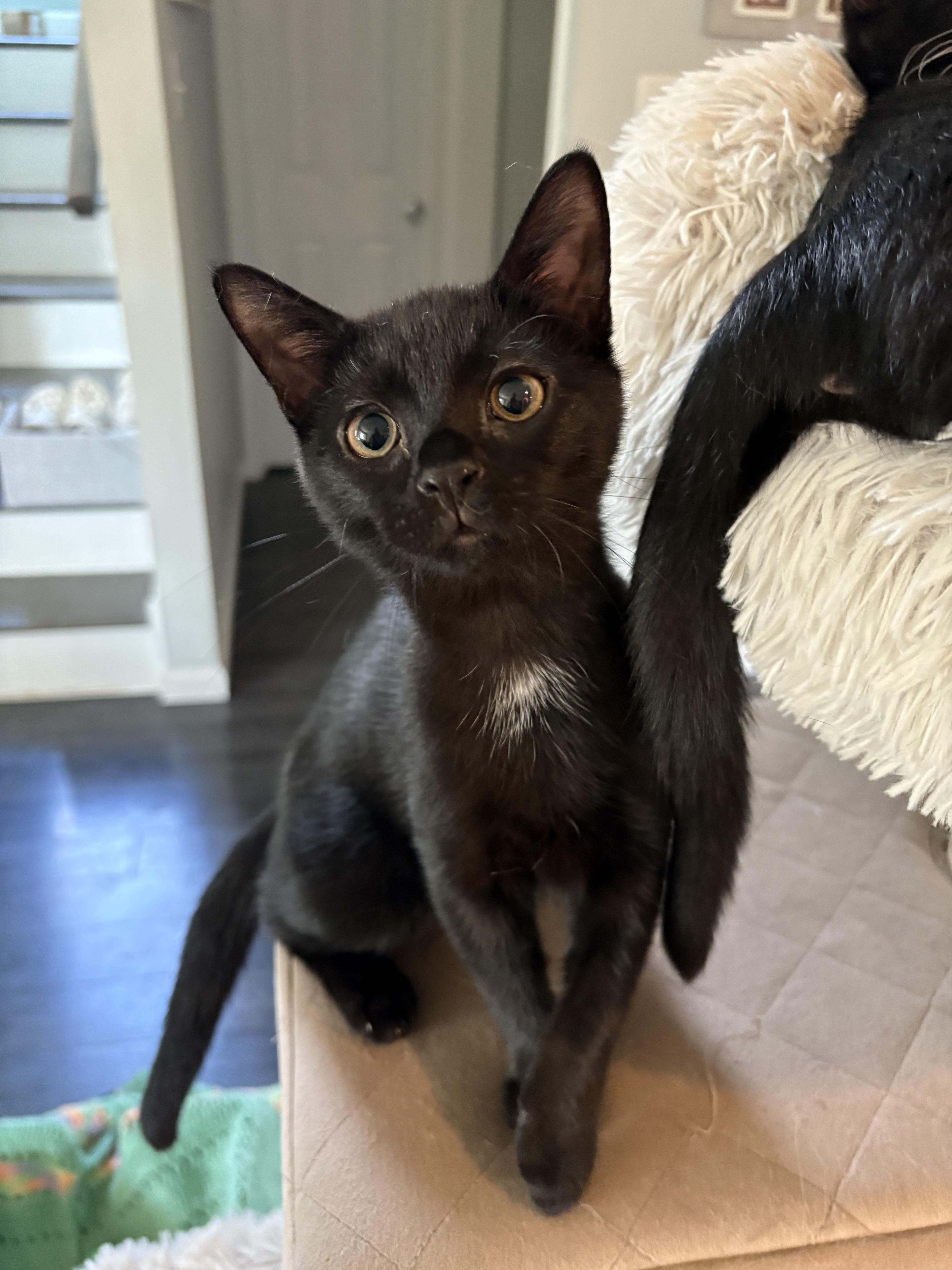 Enlarge Finnick (Madison A), a Adoptable Domestic Short Hair in Warminster, PA image 2/3