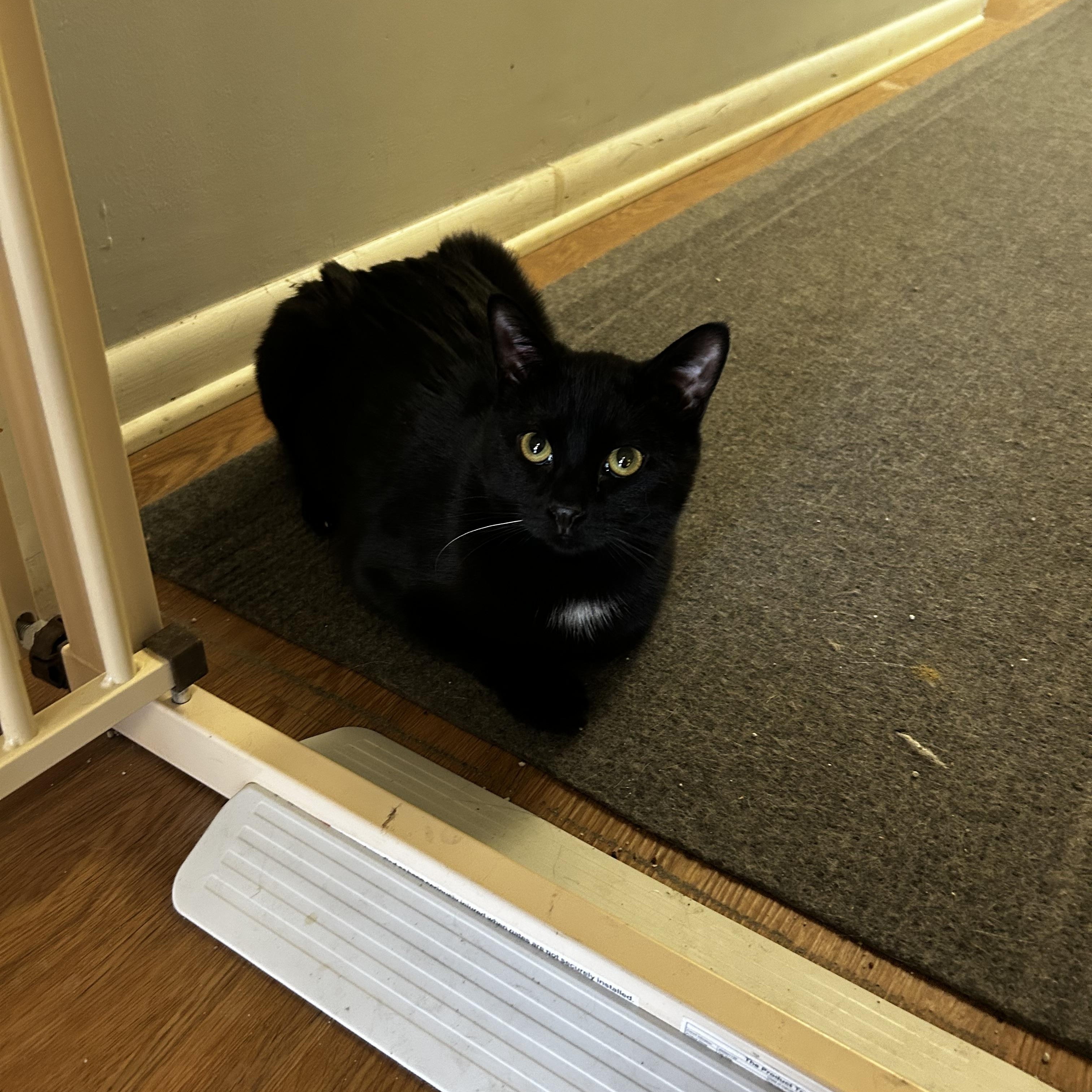 Enlarge Finnick (Madison A), an adopted Domestic Short Hair in Warminster, PA image 3/3