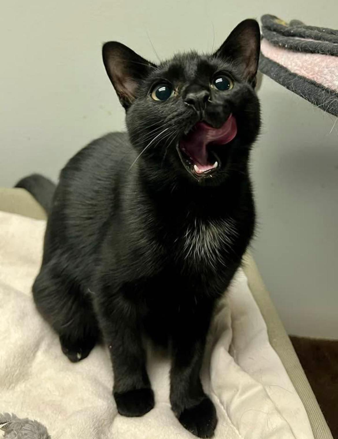 Finnick (Madison A), Adoptable, Kitten Male Domestic Short Hair.