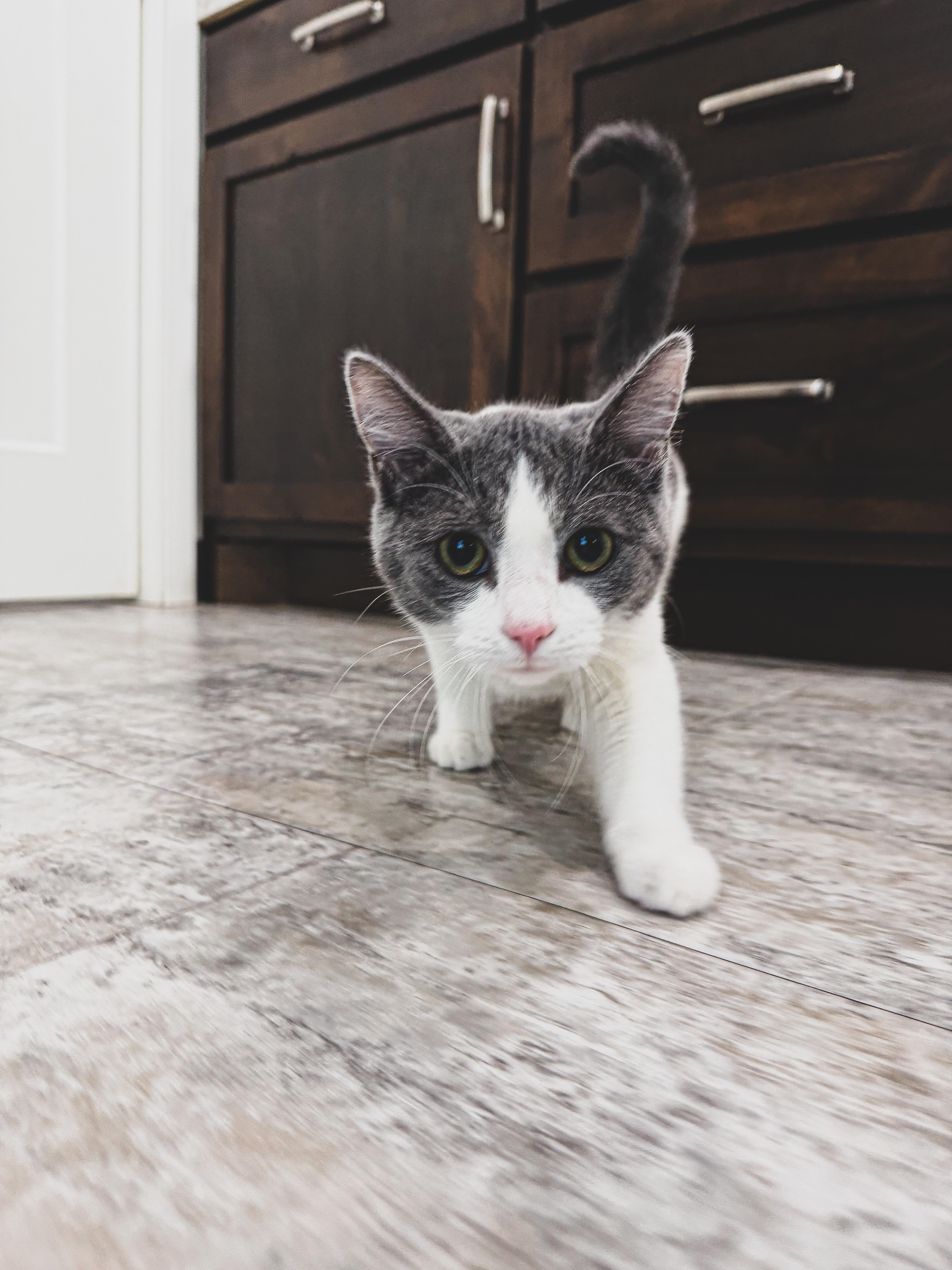 Enlarge B.B., a ADOPTABLE Domestic Short Hair in Sartell, MN image 1/1