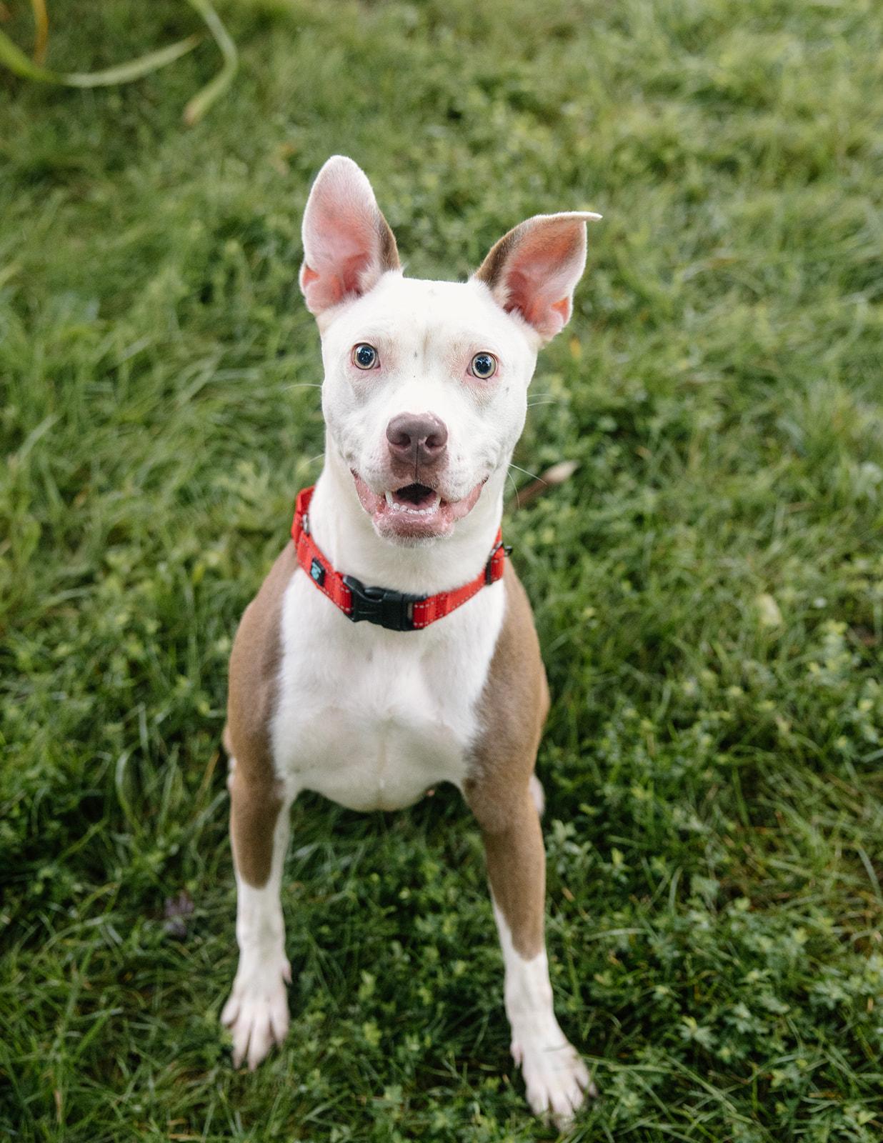 Enlarge Felicity, a Adoptable mixed breed in Columbus, IN image 1/6