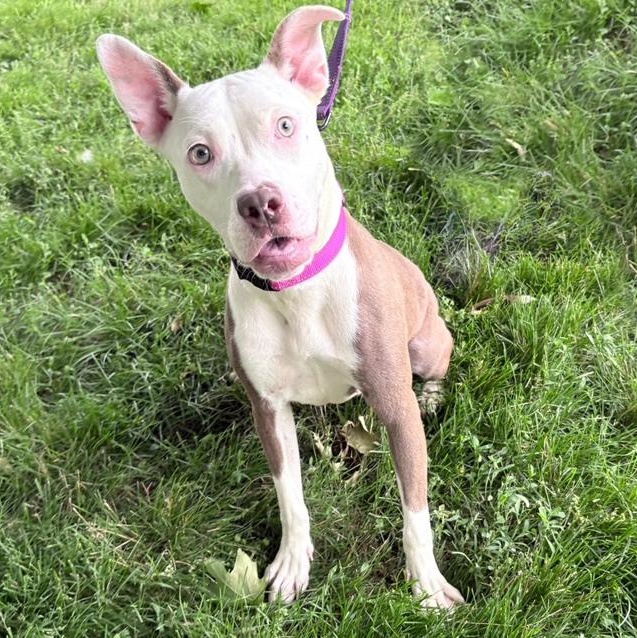 Enlarge Felicity, a Adoptable mixed breed in Columbus, IN image 5/6