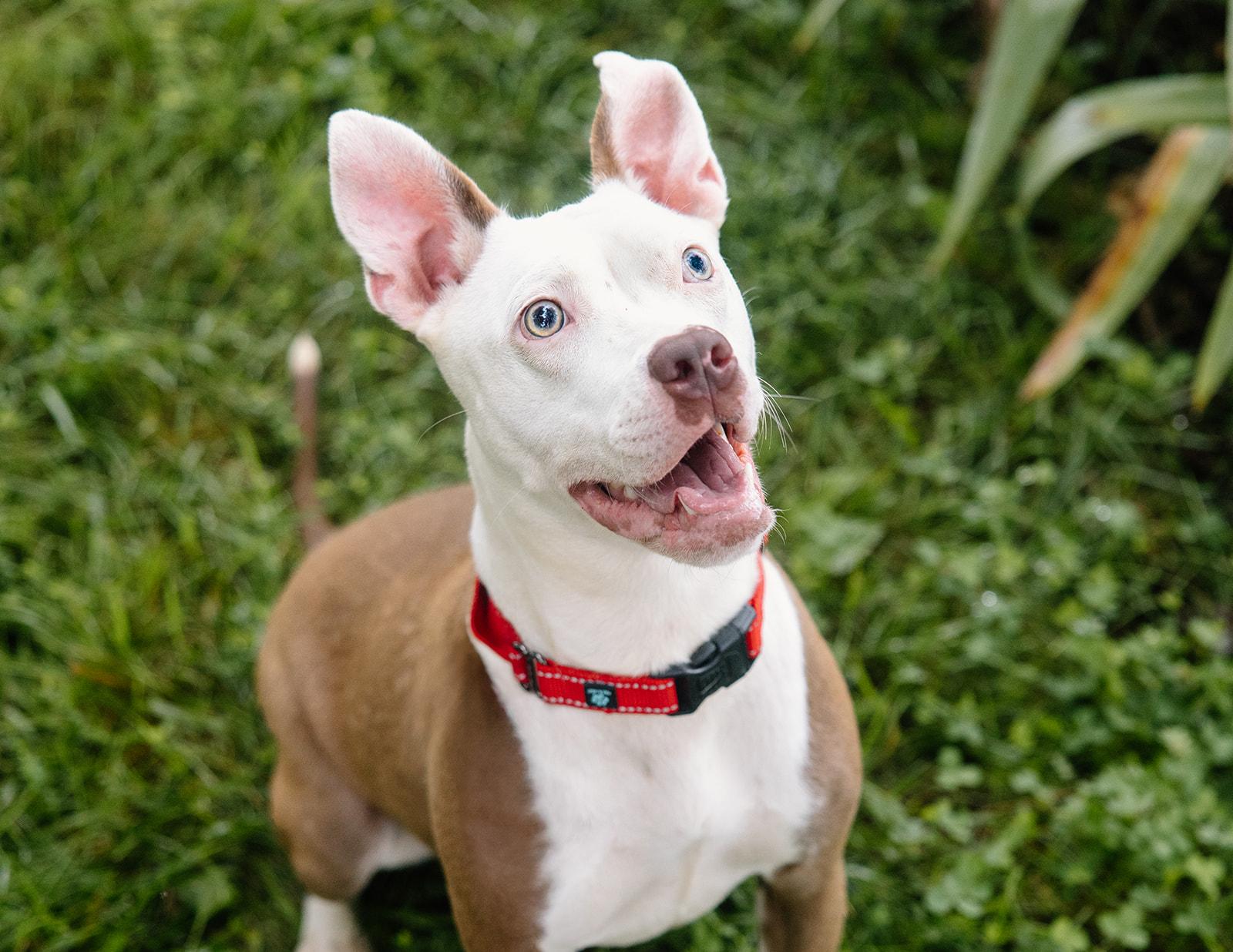 Enlarge Felicity, a Adoptable mixed breed in Columbus, IN image 4/6
