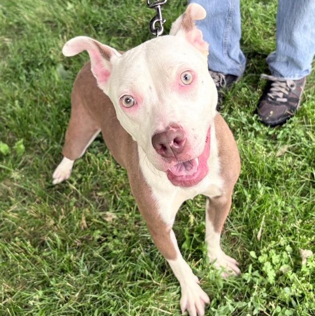 Enlarge Felicity, a Adoptable mixed breed in Columbus, IN image 6/6