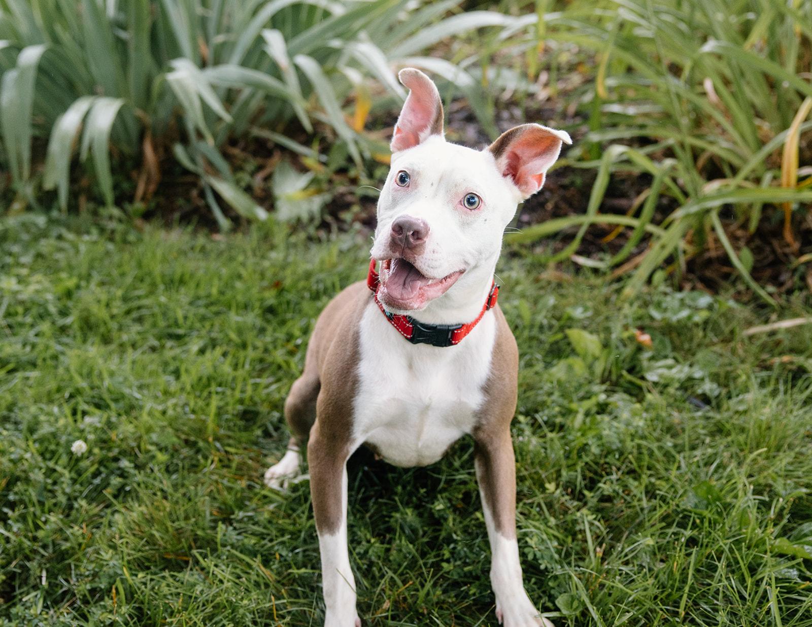 Enlarge Felicity, a Adoptable mixed breed in Columbus, IN image 2/6
